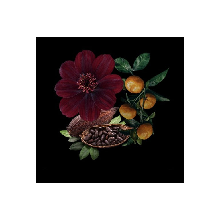 CLIVE CHRISTIAN VII COSMOS FLOWER